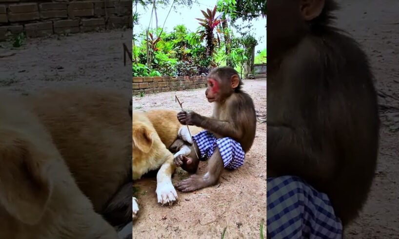 Monkey always playing with dog #babyanimal #babymonkey #bae3 #animals #cute #babyprimate