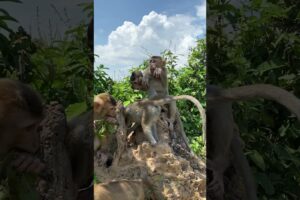 Monkey playing so happy  #monkeysr #babyanimal #cute #wildliferescue #bae3 #animals
