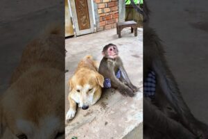 Monkey playing with baby dog  #monkeysr #babyanimal #cute #babymonkey #animals #babyprimate#bea3