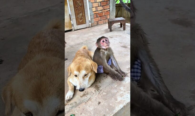 Monkey playing with baby dog  #monkeysr #babyanimal #cute #babymonkey #animals #babyprimate#bea3