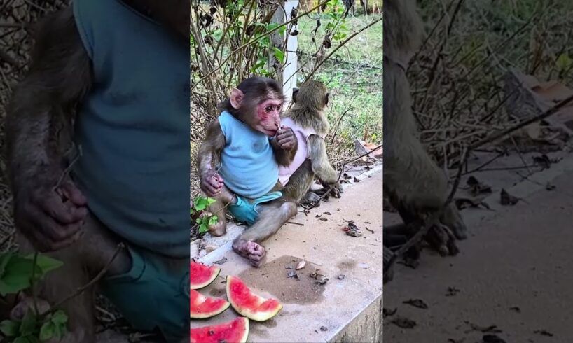 Monkey playing with her in forest #monkeysr #babymonkey #cute #honeybeesting #babyprimate #animals