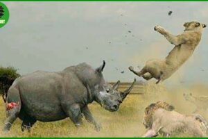 Most BRUTAL Rhino Attacks Caught on Camera !! Animal Fight