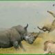 Most BRUTAL Rhino Attacks Caught on Camera !! Animal Fight