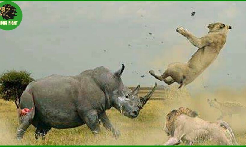 Most BRUTAL Rhino Attacks Caught on Camera !! Animal Fight