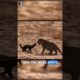 Most Fearless Animal