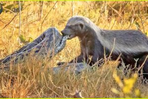 Most Unbelievable Attacks Of Honey Badger On Earth Ever Recorded | Animal Fighting