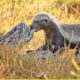 Most Unbelievable Attacks Of Honey Badger On Earth Ever Recorded | Animal Fighting