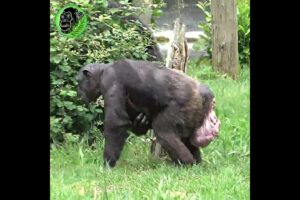 Mother Chimp Holding Newborn Baby #shorts