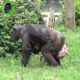 Mother Chimp Holding Newborn Baby #shorts