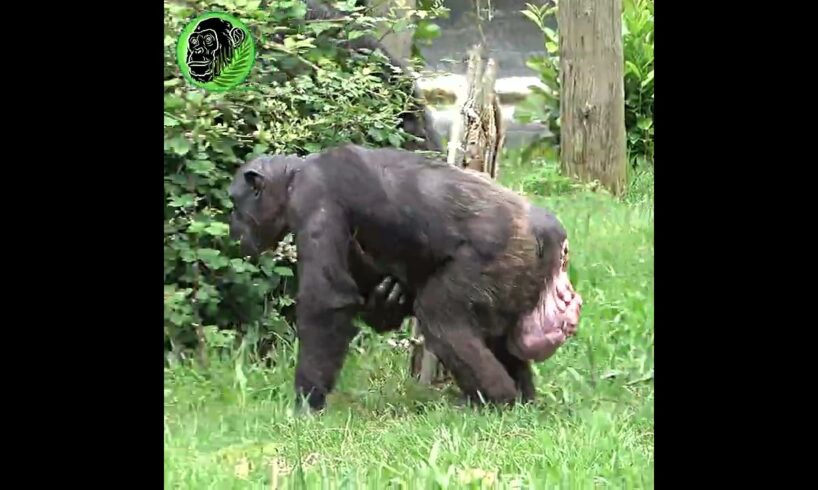 Mother Chimp Holding Newborn Baby #shorts