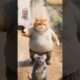 Mouse Fights Back: Defeats Cat and Dog in Epic Showdown! |#cat #funny #shortvideo #shorts #ytshorts