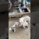 My dog They are playing together❤️🥰 #puppy #animals dog