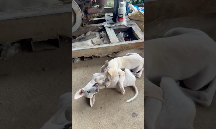 My dog They are playing together❤️🥰 #puppy #animals dog