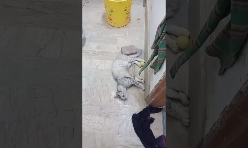 My funny cat playing with boll #cat #animals #catfunny