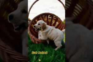 Newly Arrived Cute Puppies #puppy#pets #doglover 🥰