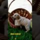 Newly Arrived Cute Puppies #puppy#pets #doglover 🥰