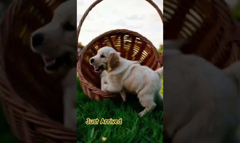 Newly Arrived Cute Puppies #puppy#pets #doglover 🥰