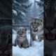 Old Man Saves Snow Leopard Cub | Heartwarming Wildlife Rescue! #animals #rescue #shorts #respect