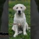 One Month to One Year Labrador#feed #labrador #puppy #dog #pets #cute #transformation #lab