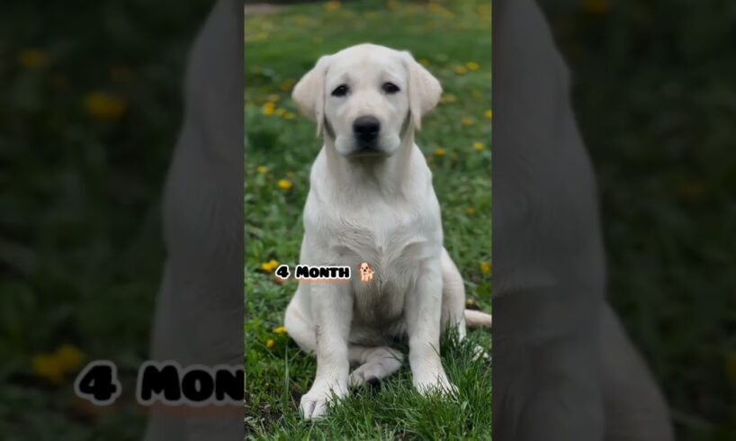 One Month to One Year Labrador#feed #labrador #puppy #dog #pets #cute #transformation #lab