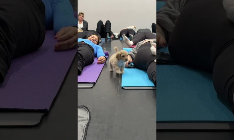 One puppy nailed the chill vibes, the other’s running laps—classic yoga moods! Which one are you?