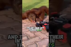 Orangutans: The World's Most Intelligent Animals | Mind-Blowing Abilities