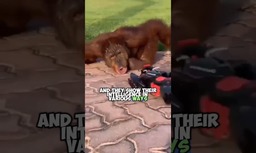 Orangutans: The World's Most Intelligent Animals | Mind-Blowing Abilities