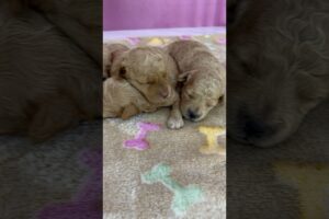 Our Dream Job description - caring for the cutest puppies.❤️#cuteness #cutepuppies  #lovepuppies
