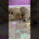 Our Dream Job description - caring for the cutest puppies.❤️#cuteness #cutepuppies  #lovepuppies