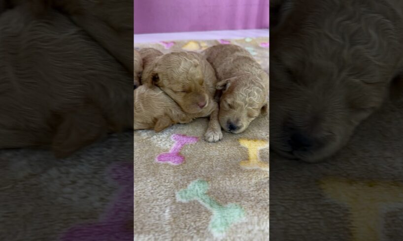 Our Dream Job description - caring for the cutest puppies.❤️#cuteness #cutepuppies #lovepuppies