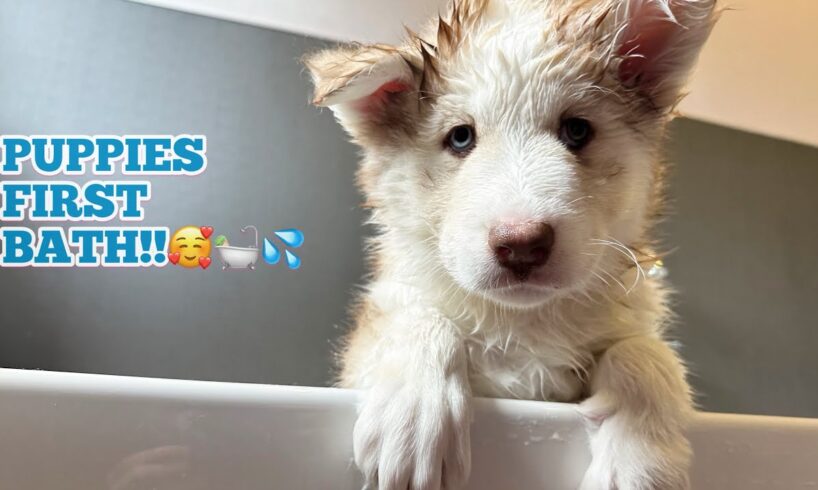 Our Husky Puppies First Ever Bath!🥰. Daisy Was So Brave!!
