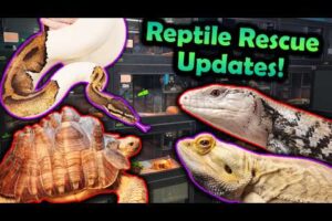 Our Newly-Updated Reptile Rescue!