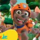PAW Patrol Baby Animals Rescues! w/ Zuma & Tracker #7 🐯 90 Minutes | Nick Jr.