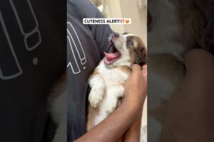 POV: You just met the cutest puppy ever! 😍❣️ #dog #cute #love #puppy #shorts #viralvideo #trending