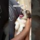 POV: You just met the cutest puppy ever! 😍❣️ #dog #cute #love #puppy #shorts #viralvideo #trending