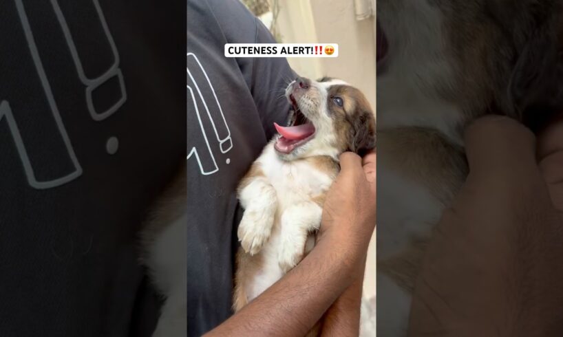 POV: You just met the cutest puppy ever! 😍❣️ #dog #cute #love #puppy #shorts #viralvideo #trending