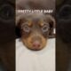PRETTY LITTLE BABY🩷🐾 #minidachshund #puppy #dachshund #dachshundpuppy #cutedog #cutepuppy ##cute