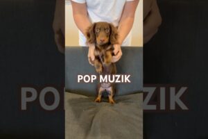 PUPPY POP MUZIK #minidachshund #puppy #dance #dachshundpuppy #sausagedog #cutepuppy #funnypuppy #dog