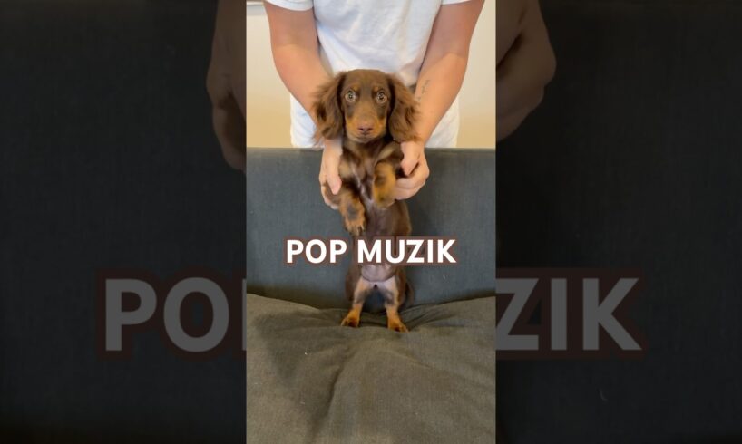 PUPPY POP MUZIK #minidachshund #puppy #dance #dachshundpuppy #sausagedog #cutepuppy #funnypuppy #dog