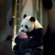 "Panda Saves Baby on the Mountain ⛰️🍼 | A Heart-Touching Rescue"