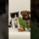 Parrot Surprises Baby Kitten and Puppy