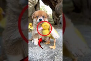 Part 2 | Meet 3 the cutest puppies on the Internet!‎‎#cutepuppies  #cutepuppiesvideos #cutedogs