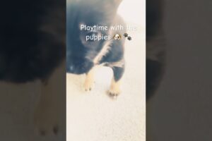 Pepper gave you a kiss!! #lyrics #ytshorts #ageregression #agere #cute #puppies #goviral