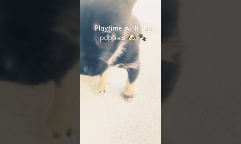 Pepper gave you a kiss!! #lyrics #ytshorts #ageregression #agere #cute #puppies #goviral