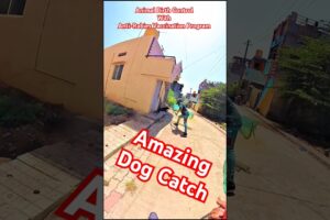 Perfect Dog Catchers #ytshorts #ytviral #streetdogplanet44 #dog #rescue