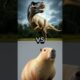 Pig VS T Rex Animal Battles!  #animals #guineapig #battle #lion #pet #fight #tiger #rodent #wildlife