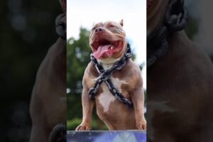 Pitbull Dog Real First 🥇💪🏻☠️💪🏻❌ #pitbull #facts #dog #americanbully #dogfacts #yt #pitbulldog
