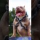Pitbull Dog Real First 🥇💪🏻☠️💪🏻❌ #pitbull #facts #dog #americanbully #dogfacts #yt #pitbulldog
