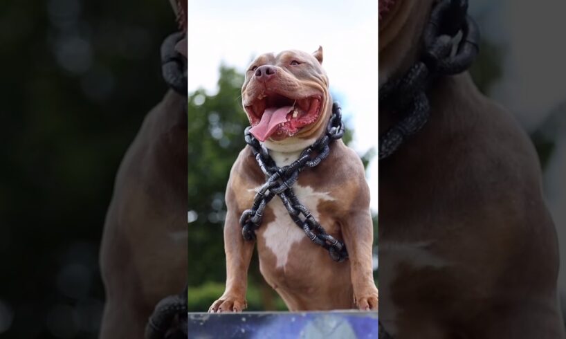 Pitbull Dog Real First 🥇💪🏻☠️💪🏻❌ #pitbull #facts #dog #americanbully #dogfacts #yt #pitbulldog