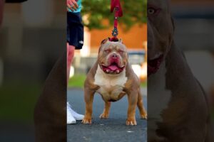Pitbull Dog Real life Shorts status video #pitbull #facts #dog #pitbull #pitbulldog #dogfacts #yt